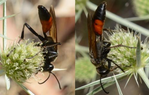 Sphex flavipennis